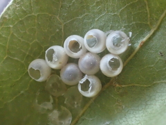 Trissolcus