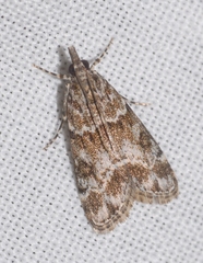 Eudonia mercurella
