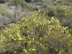 Melaleuca stereophloia