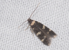 Oegoconia deauratella