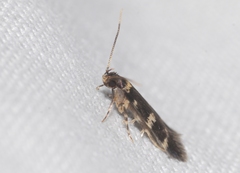 Oegoconia deauratella