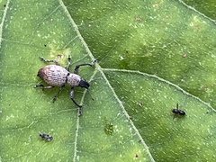 Eugnathus distinctus