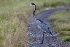 Ardea melanocephala