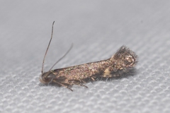 Aproaerema anthyllidella