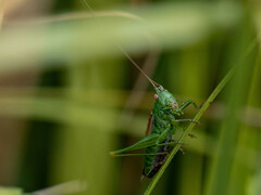 Conocephalus dorsalis