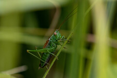 Conocephalus dorsalis