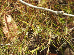 Platysace linearifolia