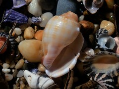 Phalium bandatum