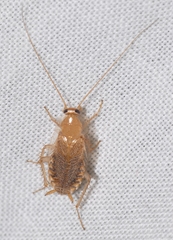 Planuncus tingitanus