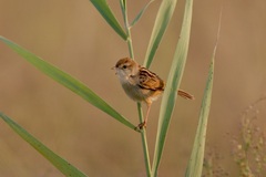 Cisticola tinniens