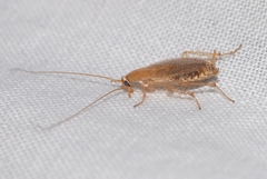 Planuncus tingitanus