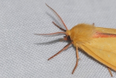 Diacrisia sannio