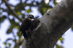 Chloropicus xantholophus