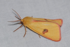 Diacrisia sannio