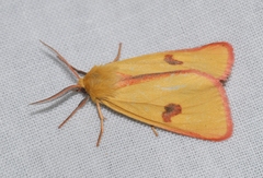 Diacrisia sannio