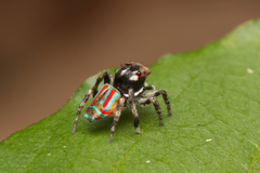 Maratus volans