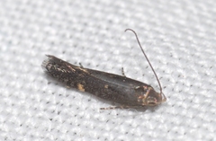 Aproaerema anthyllidella