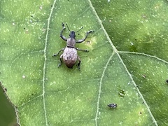 Eugnathus distinctus