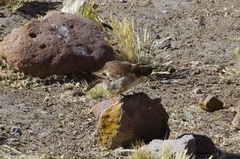 Cinclodes albiventris