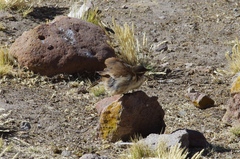 Cinclodes albiventris