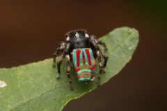 Maratus volans