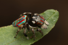 Maratus volans