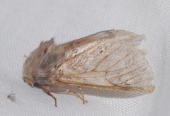 Thaumetopoea pityocampa