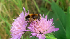 Eristalis jugorum