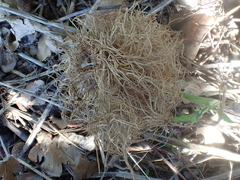 Andricus caputmedusae