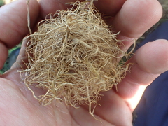 Andricus caputmedusae