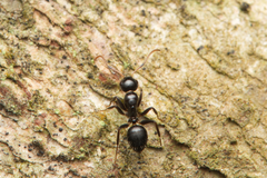 Camponotus mackayensis