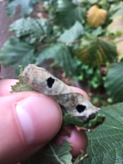Apoderus coryli