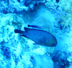 Dascyllus trimaculatus