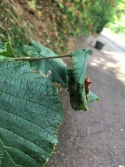 Apoderus coryli