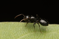 Camponotus mackayensis