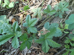 Potentilla reptans