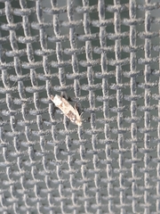 Crocidosema plebejana