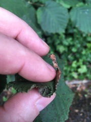 Apoderus coryli