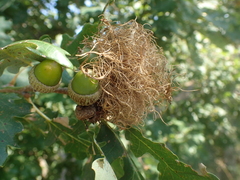 Andricus caputmedusae