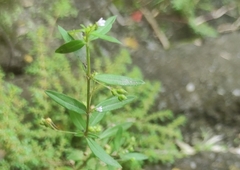 Oldenlandia corymbosa