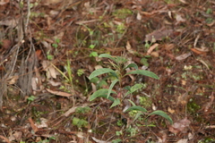 Acacia falcata