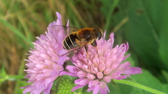 Eristalis jugorum