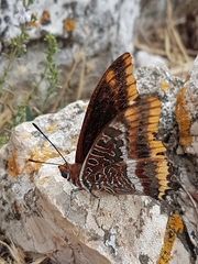 Charaxes jasius