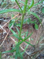 Hedyotis