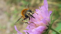 Eristalis jugorum