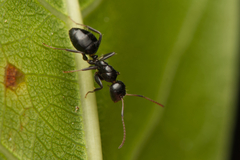 Camponotus mackayensis