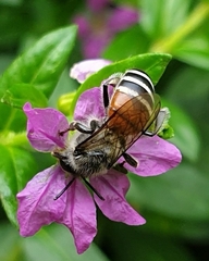 Apis florea