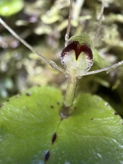 Corybas