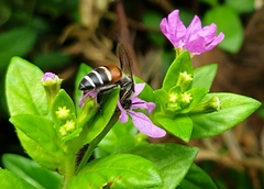 Apis florea