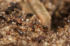 Pheidole megacephala